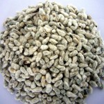 semilla de algodon 3